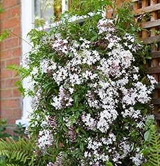 Jasminum polyanthum starry for sale  Delivered anywhere in Ireland