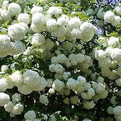 Viburnum roseum large for sale  Delivered anywhere in UK