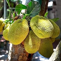 Jackfruit tree inch for sale  Delivered anywhere in USA 