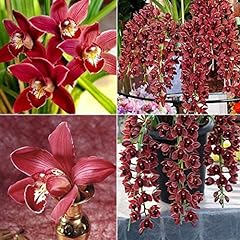 100pcs climbing cymbidium for sale  Delivered anywhere in Ireland