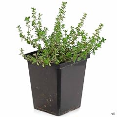 Thyme english inch for sale  Delivered anywhere in USA 