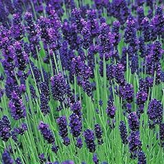 Pack english lavender for sale  Delivered anywhere in UK