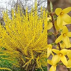 Forsythia lynwood 9cm for sale  Delivered anywhere in UK