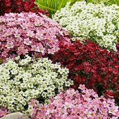 Saxifraga mix alpine for sale  Delivered anywhere in Ireland