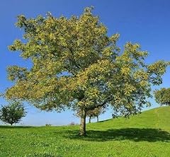Black walnut trees for sale  Delivered anywhere in USA 