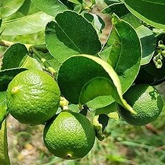 Kaffir lime tree for sale  Delivered anywhere in UK