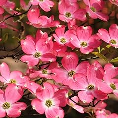 Pink dogwood tree for sale  Delivered anywhere in USA 