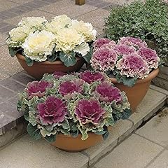 Flowering ornamental kale for sale  Delivered anywhere in UK