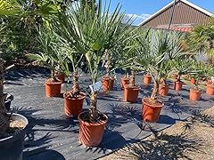 Trachycarpus fortunei 160 for sale  Delivered anywhere in Ireland