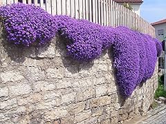 250 aubrieta seeds for sale  Delivered anywhere in USA 