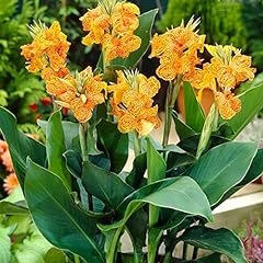Canna picasso rhs for sale  Delivered anywhere in UK
