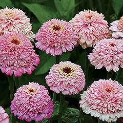 Park seed zinnia for sale  Delivered anywhere in USA 