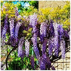 Wisteria sinensis chinese for sale  Delivered anywhere in UK