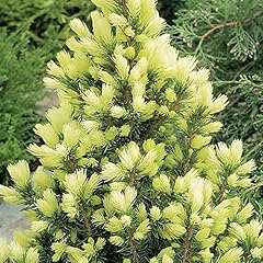 Picea glauca daisy for sale  Delivered anywhere in UK