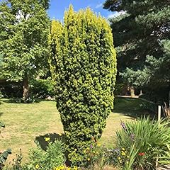 Taxus baccata fastigiata for sale  Delivered anywhere in Ireland