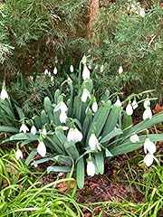 Galanthus woronowii bulbs for sale  Delivered anywhere in UK