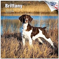 2023 2024 brittany for sale  Delivered anywhere in USA 