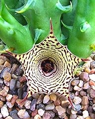5 Huernia macrocarpa hareghensis Seeds Seeds no Stapelia for sale  Delivered anywhere in Canada