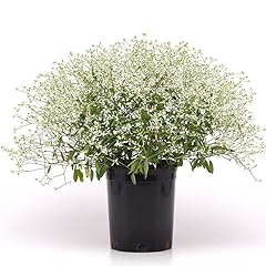 Euphorbia glamour seeds for sale  Delivered anywhere in USA 