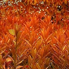K2aqua loose rotala for sale  Delivered anywhere in UK