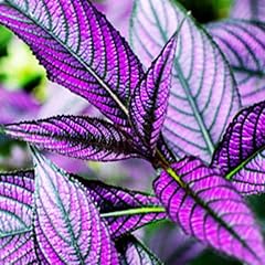 Persian shield live for sale  Delivered anywhere in USA 