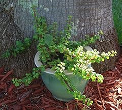 Elephant bush portucalaria for sale  Delivered anywhere in USA 