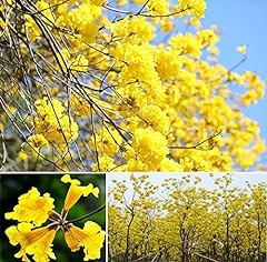 Handroanthus chrysanthus aragu for sale  Delivered anywhere in USA 