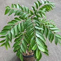 New fresh 40pcs for sale  Delivered anywhere in USA 
