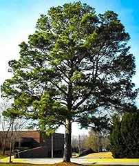 Loblolly pine tree for sale  Delivered anywhere in USA 
