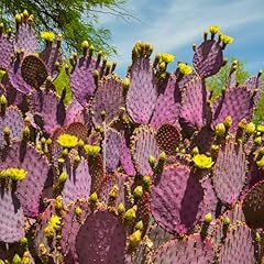 Purple prickly pear for sale  Delivered anywhere in USA 