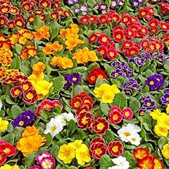Polyanthus mixed seeds for sale  Delivered anywhere in UK