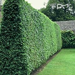 Ligustrum vulgare privet usato  Spedito ovunque in Italia 