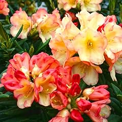 2yrs old rhododendron for sale  Delivered anywhere in USA 
