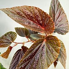 Set begonia angel for sale  Delivered anywhere in USA 