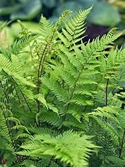 Fern plants live for sale  Delivered anywhere in USA 