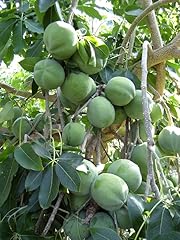 White sapote tree for sale  Delivered anywhere in USA 