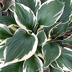 Hosta patriot plantain for sale  Delivered anywhere in UK