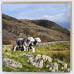 Herdwick sheep landscape for sale  Delivered anywhere in UK