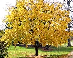 Samen acer platanoides gebraucht kaufen  Wird an jeden Ort in Deutschland