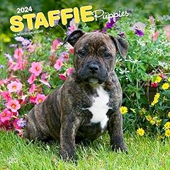 Staffordshire bull terriers for sale  Delivered anywhere in UK