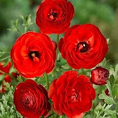 Red ranunculus bulbs for sale  Delivered anywhere in USA 
