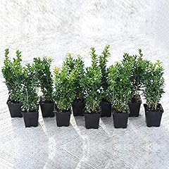 Box plants hedging for sale  Delivered anywhere in UK