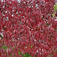 5ft virginia creeper for sale  Delivered anywhere in UK