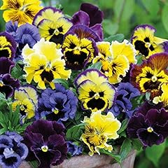 Pansy frizzle sizzle for sale  Delivered anywhere in UK