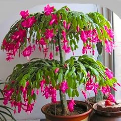 Pink christmas cactus for sale  Delivered anywhere in USA 