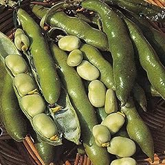 Broad bean seeds for sale  Delivered anywhere in UK
