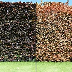 Fagus sylvatica purpurea for sale  Delivered anywhere in UK