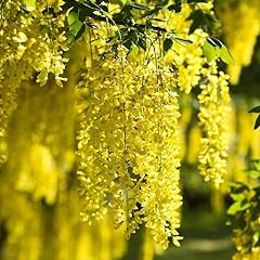 Yellow wisteria golden for sale  Delivered anywhere in USA 