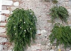 Pianta cappero bellissima usato  Spedito ovunque in Italia 