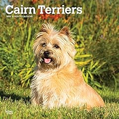 Cairn terrier calendario usato  Spedito ovunque in Italia 